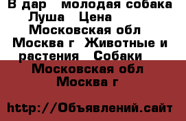 В дар - молодая собака Луша › Цена ­ 100 - Московская обл., Москва г. Животные и растения » Собаки   . Московская обл.,Москва г.